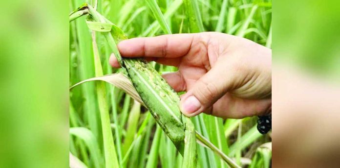 state-of-calamity-infestation Red-striped soft scale insect infestation has so far affected 1,490 hectares of sugarcane fields in Negros Occidental. PHILSURIN PHOTO