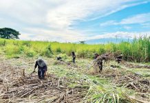 Sugarcane leads Q1 2025 crops production in WV Sugarcane production in Western Visayas in the first quarter of 2025 grew by more than one-half, or from 743,884 metric tons in the same quarter last year to 1,148,965 metric tons this first quarter.