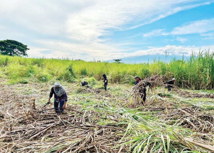 Sugarcane production in Western Visayas in the first quarter of 2025 grew by more than one-half, or from 743,884 metric tons in the same quarter last year to 1,148,965 metric tons this first quarter.