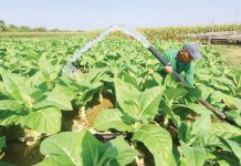 Trading operations for burley and native tobacco in Regions 1, 1,2, 3, and Cordillera Administrative Region will end on August 31, 2025. Photo shows a tobacco farm in Sta. Barbara, Pangasinan. INQUIRER.NET/FILE PHOTO BY WILLIE LOMIBAO
