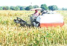 BIDDING TO START NEXT MONTH: Farm-to-market road projects delayed by high fuel costs Portions of a corn field in the village of Leet in Sta. Barbara, Pangasinan start to dry up in early February this year, as a farmer uses a mechanized harvester to make his job of harvesting easier amid the dry conditions and absence of rainfall brought about by the El Niño phenomenon. FILE PHOTO FROM WILLIE LOMIBAO
