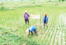 1,500 farmers to clear Western Visayas’ Irrigation canals ahead of looming drought Rice farmers use the alternate wetting and drying (AWD) technique in a rice paddy in this photo posted by the National Irrigation Administration on March 1, 2025. AWD reduces water use by up to 30% and boosts yields by up to 20%. NATIONAL IRRIGATION ADMINISTRATION PHOTO