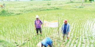 Rice farmers use the alternate wetting and drying (AWD) technique in a rice paddy in this photo posted by the National Irrigation Administration on March 1, 2025. AWD reduces water use by up to 30% and boosts yields by up to 20%. NATIONAL IRRIGATION ADMINISTRATION PHOTO