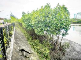 NATURE’S FIRST LINE OF DEFENSE. Thriving along the banks of the Iloilo River, these mangroves serve as a vital natural buffer against storm surges — quiet guardians of Iloilo City’s safety and climate resilience. As Panay Island faces rising sea levels and stronger typhoons, ecosystems like this underscore the urgent need for local governments to protect and restore nature-based defenses. Resilience begins at the roots. PHOTO FROM JERRY TREÑAS FACEBOOK PAGE