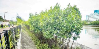 NATURE’S FIRST LINE OF DEFENSE. Thriving along the banks of the Iloilo River, these mangroves serve as a vital natural buffer against storm surges — quiet guardians of Iloilo City’s safety and climate resilience. As Panay Island faces rising sea levels and stronger typhoons, ecosystems like this underscore the urgent need for local governments to protect and restore nature-based defenses. Resilience begins at the roots. PHOTO FROM JERRY TREÑAS FACEBOOK PAGE