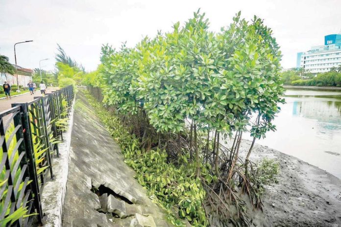 NATURE’S FIRST LINE OF DEFENSE. Thriving along the banks of the Iloilo River, these mangroves serve as a vital natural buffer against storm surges — quiet guardians of Iloilo City’s safety and climate resilience. As Panay Island faces rising sea levels and stronger typhoons, ecosystems like this underscore the urgent need for local governments to protect and restore nature-based defenses. Resilience begins at the roots. PHOTO FROM JERRY TREÑAS FACEBOOK PAGE