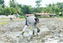 Heavy rains brought by the southwest monsoon, enhanced by Tropical Storm "Crising", caused around P53 million in agricultural damage across regions VI and IV-B, affecting approximately 2,099 farmers. Photo shows farmers planting rice seedlings at a rice field in Pavia, Iloilo on July 3, 2025. AJ PALCULLO/PN