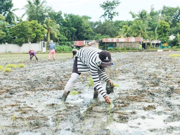 Heavy rains brought by the southwest monsoon, enhanced by Tropical Storm "Crising", caused around P53 million in agricultural damage across regions VI and IV-B, affecting approximately 2,099 farmers. Photo shows farmers planting rice seedlings at a rice field in Pavia, Iloilo on July 3, 2025. AJ PALCULLO/PN