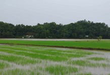 HEAVY RAINS THREATEN WV CROPS: Immediate harvesting, flood-proofing advised to avert massive agri losses The Angub Rice Field in Cuartero, Capiz, was flooded following heavy rains on Friday, July 18. Photo courtesy of MDRRMO Cuartero.
