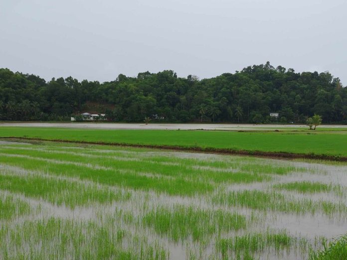angub-rice-field The Angub Rice Field in Cuartero, Capiz, was flooded following heavy rains on Friday, July 18. Photo courtesy of MDRRMO Cuartero.
