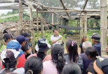 DTI Iloilo strengthens cacao industry through training Cacao expert Relvin B. Paragua demonstrates cacao grafting during the training the Department of Trade and Industry Iloilo-led training on cacao production in Sara, Iloilo on July 3 to 4, 2025. DTI ILOILO PHOTO