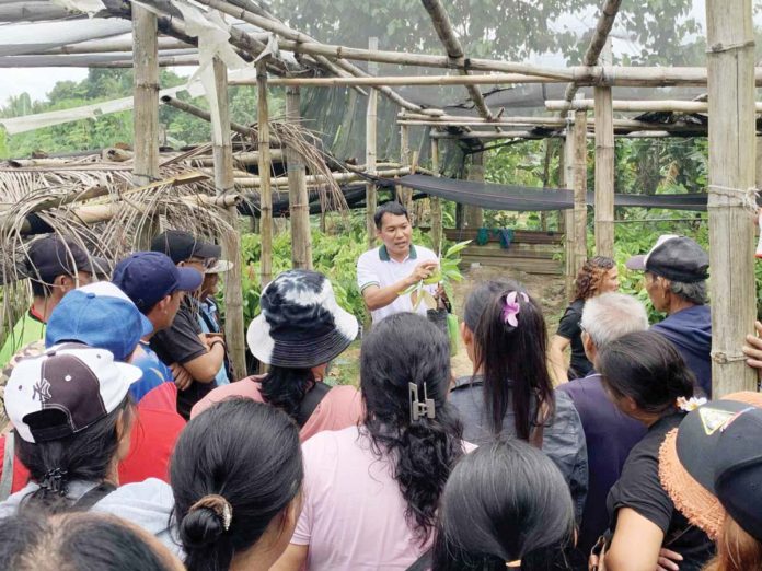 cacao-training-copy Cacao expert Relvin B. Paragua demonstrates cacao grafting during the training the Department of Trade and Industry Iloilo-led training on cacao production in Sara, Iloilo on July 3 to 4, 2025. DTI ILOILO PHOTO
