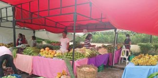 The province of Capiz showcases a wide variety of fresh agricultural products and other homegrown produce during a street market held under the KADIWA ng Pangulo (KNP) Para sa Masaganang Bagong Pilipinas program at the Capiz Provincial Park. PHOTO COURTESY OF PIA CAPIZ