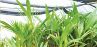 Forty farmers from different barangays in Dao, Capiz received a total of 1,500 coconut seeds from the Capiz Provincial Government as part of its  "Kalubihan sa Kamaisan Project.” CAPIZ PROV’L GOV’T COMMUNICATIONS GROUP PHOTO