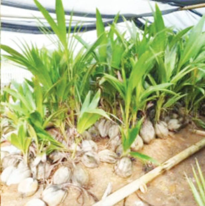 coconut seeds1 Forty farmers from different barangays in Dao, Capiz received a total of 1,500 coconut seeds from the Capiz Provincial Government as part of its "Kalubihan sa Kamaisan Project.” CAPIZ PROV’L GOV’T COMMUNICATIONS GROUP PHOTO