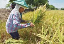 Iloilo leads WV in rice yield with over 358K metric tons in first semester A rice farmer in Iloilo harvests mature palay under the scorching sun — mirroring the province’s hard work and dominance as Western Visayas’ top rice producer for the first half of 2025. PN FILE