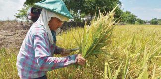 A rice farmer in Iloilo harvests mature palay under the scorching sun — mirroring the province’s hard work and dominance as Western Visayas’ top rice producer for the first half of 2025. PN FILE
