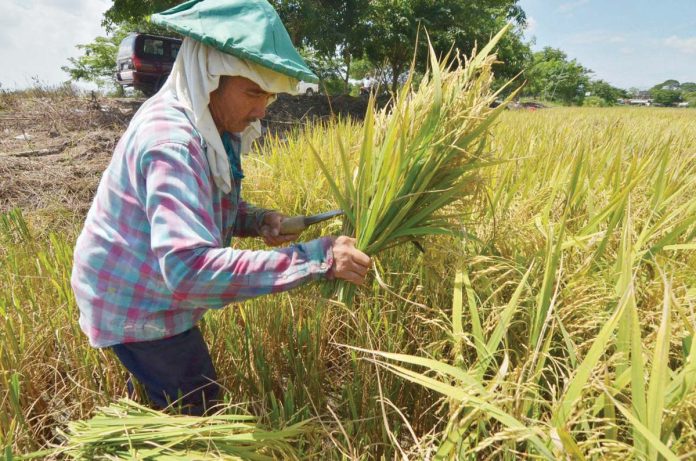 ime_rice_harvest_copy_resized A rice farmer in Iloilo harvests mature palay under the scorching sun — mirroring the province’s hard work and dominance as Western Visayas’ top rice producer for the first half of 2025. PN FILE
