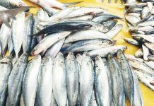 DA suspends issuance of clearance for mackerel, scad importation Galunggong is a household staple for many Filipino families due to its affordability and versatility in local cuisine. PN PHOTO