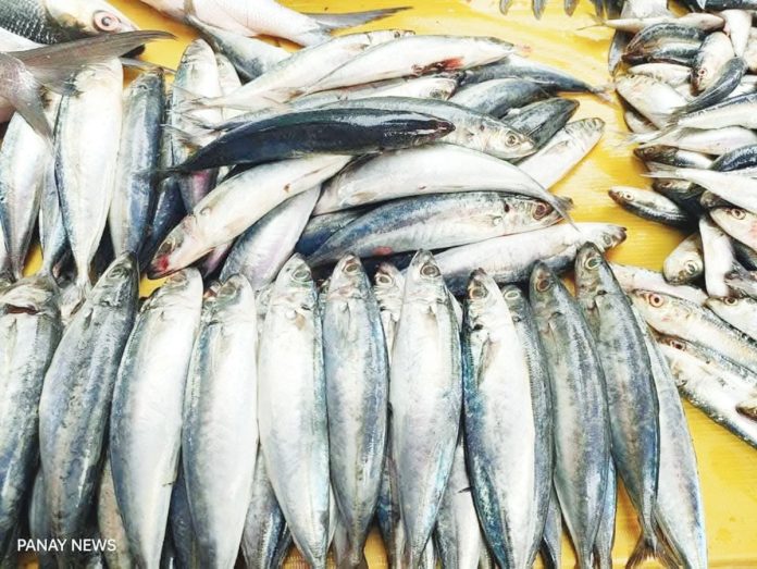 importation copy Galunggong is a household staple for many Filipino families due to its affordability and versatility in local cuisine. PN PHOTO