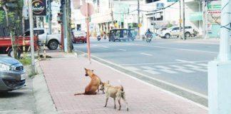 Unattended stray dogs on Iznart Street reflect the daily reality Iloilo City faces, as the local government pushes for a more responsible rollout of its stray management strategy. AJ PALCULLO/PN