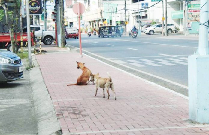 mai_stray.JPG_resized Unattended stray dogs on Iznart Street reflect the daily reality Iloilo City faces, as the local government pushes for a more responsible rollout of its stray management strategy. AJ PALCULLO/PN
