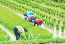 A peasant group slammed the latest proposed scheme of the Department of Agriculture to temporarily halt rice importation and revert to higher tariffs, calling it another sham “pro-farmer” policy. INQUIRER file photo / WILLIE LOMIBAO
