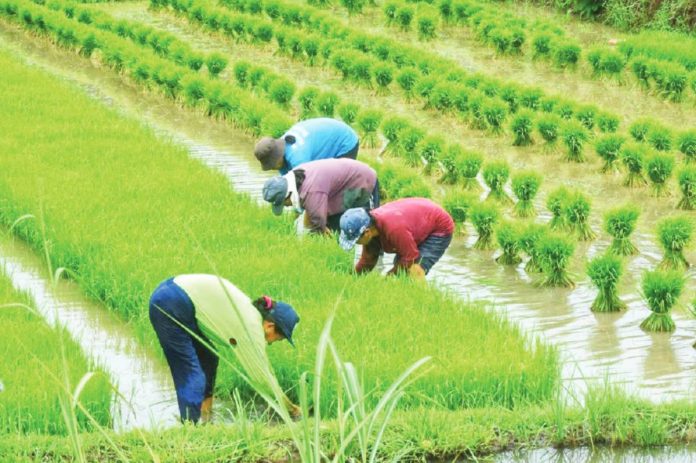 PH copy A peasant group slammed the latest proposed scheme of the Department of Agriculture to temporarily halt rice importation and revert to higher tariffs, calling it another sham “pro-farmer” policy. INQUIRER file photo / WILLIE LOMIBAO