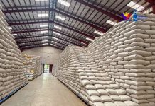 Capisnon small-scale farmers, registered under the Department of Agriculture’s Registry System for Basic Sectors in Agriculture who own or till two hectares of land or less, can now avail P20/kilo rice program. NFA-CAPIZ PHOTO