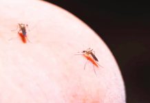 Scientists propose novel way of treating mosquitoes for malaria Malaria parasites, which kill nearly 600,000 people a year, mostly children, are spread by female mosquitoes when they drink blood. GETTY IMAGES