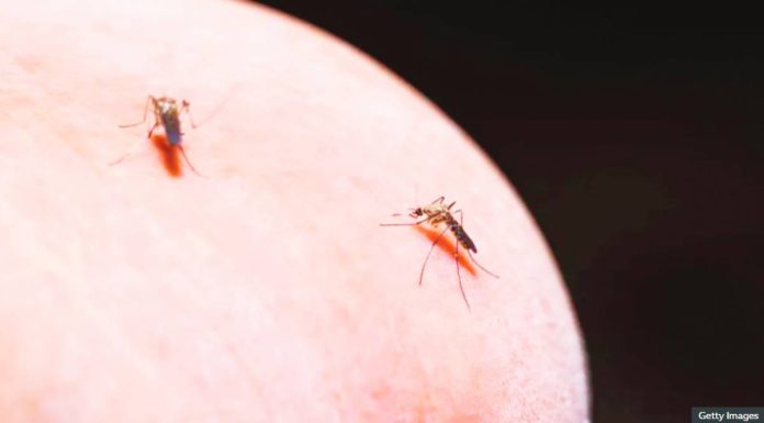 US Malaria parasites, which kill nearly 600,000 people a year, mostly children, are spread by female mosquitoes when they drink blood. GETTY IMAGES