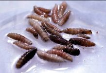 First human case of flesh-eating screwworm parasite confirmed in US Larvae of the screwworm fly, collected from infected cows, are observed in a white dish at a sterile fly production plant. An outbreak of New World screwworm has been confirmed in Central America and Mexico. REUTERS