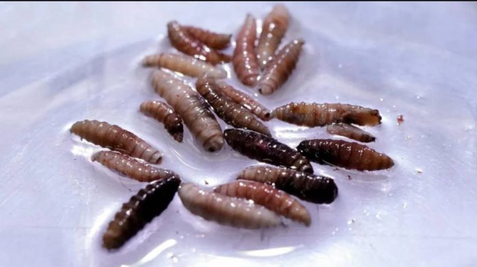 US Larvae of the screwworm fly, collected from infected cows, are observed in a white dish at a sterile fly production plant. An outbreak of New World screwworm has been confirmed in Central America and Mexico. REUTERS