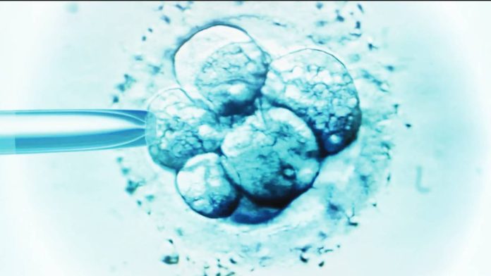 US Embryo selection for IVF, light micrograph. Many US Christian embryo adoption agencies consider their programmes to be saving lives. GETTY IMAGES