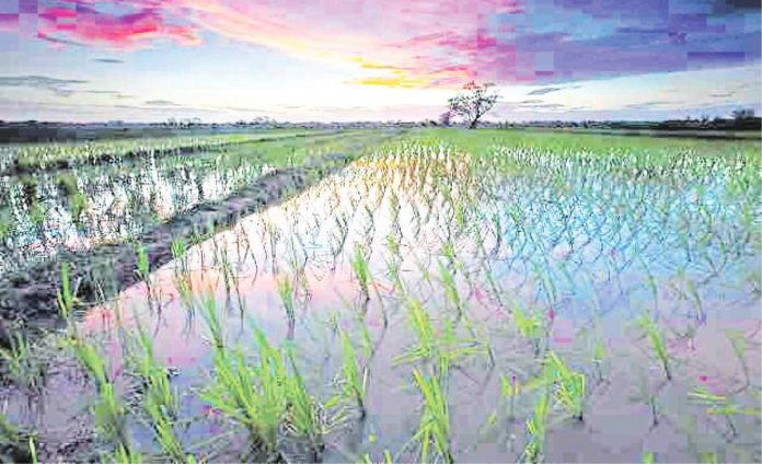 agri_output_resized The Philippine Statistics Authority says the value of crops output climbed by 11.3 percent to P244.9 billion, with palay and corn posting double-digit growths. INQUIRER.NET FILE PHOTO
