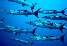 Photo courtesy of the National Marine Sanctuary Foundation