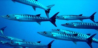 Photo courtesy of the National Marine Sanctuary Foundation