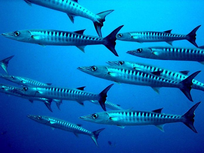 barracuda-779382_1920-1200x900 Photo courtesy of the National Marine Sanctuary Foundation