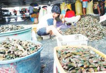 Vendors sort out newly harvested fresh tahong (green mussels) at Bulungan Fish Market in Parañaque City on August 3, 2025. The Philippine Statistics Authority on August 5 said food and non-alcoholic beverages contributed to the lower inflation rate in July. PNA PHOTO BY AVITO DALAN