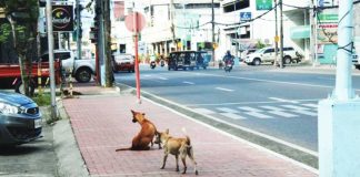 Stray dogs linger along Iznart Street in Iloilo City, highlighting the growing concern over road hazards that prompted the City Council to push for the installation of animal warning signages. AJ PALCULLO/PN