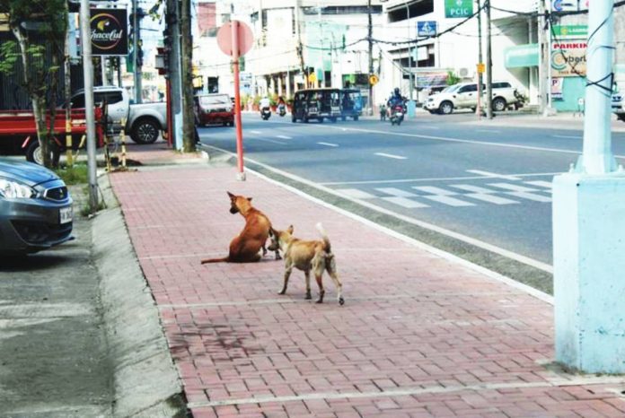 mai stray animals Stray dogs linger along Iznart Street in Iloilo City, highlighting the growing concern over road hazards that prompted the City Council to push for the installation of animal warning signages. AJ PALCULLO/PN