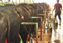Milk output up by 11.4% in first half of 2025 A farmer supervises carabao milk extraction through the milking machines at the Ubay Stock Farm in Bohol province. PHOTO COURTESY OF REY ANTHONY CHIU
