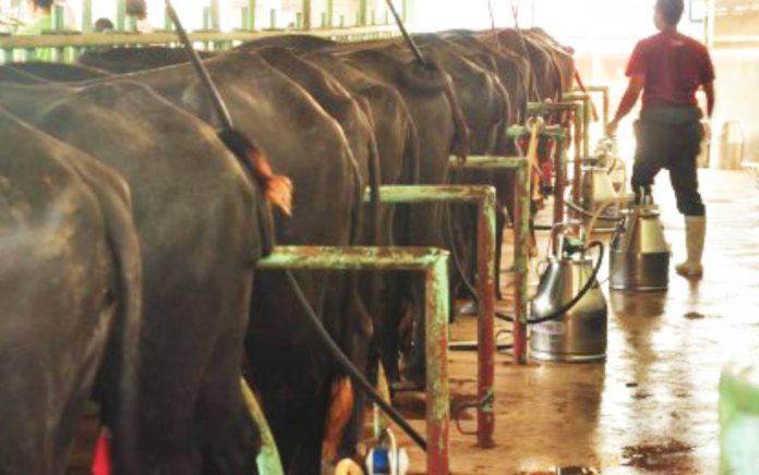 milk output A farmer supervises carabao milk extraction through the milking machines at the Ubay Stock Farm in Bohol province. PHOTO COURTESY OF REY ANTHONY CHIU