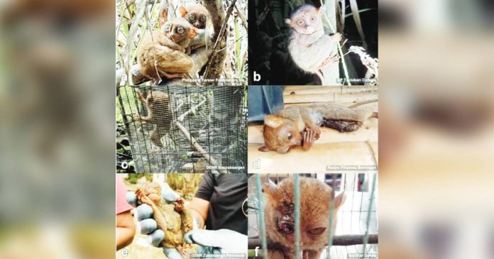 OUT OF BOUNDS. Various photos of tarsiers posted on Facebook indicate that the elusive primates are venturing out of protected areas, exposing themselves to human contact. Not exactly good news for conservationists. CONTRIBUTED PHOTO