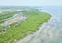 The Cadiz City’s Avila Mangrove Reserve and Migratory Birds Sanctuary continues to serve as a vital haven for migratory birds and marine life. CADIZ CITY PIO PHOTO