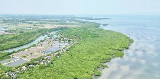 The Cadiz City’s Avila Mangrove Reserve and Migratory Birds Sanctuary continues to serve as a vital haven for migratory birds and marine life. CADIZ CITY PIO PHOTO