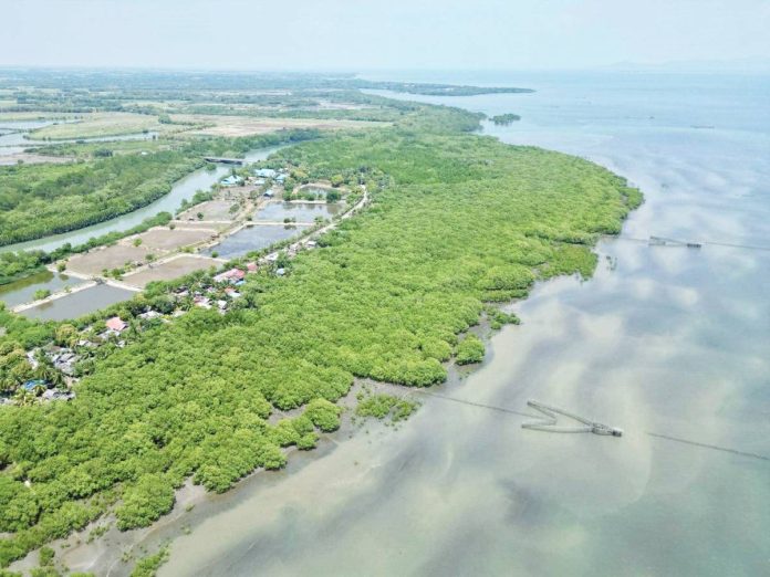 Cadiz City bird sanctuary copy The Cadiz City’s Avila Mangrove Reserve and Migratory Birds Sanctuary continues to serve as a vital haven for migratory birds and marine life. CADIZ CITY PIO PHOTO