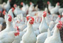 The Philippines is currently prohibiting the entry to the country of poultry meat, day-old chicks, eggs, and semen for artificial insemination from Argentina following the outbreak of bird flu in the said Latin American nation. DA PHOTO