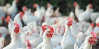 The Philippines is currently prohibiting the entry to the country of poultry meat, day-old chicks, eggs, and semen for artificial insemination from Argentina following the outbreak of bird flu in the said Latin American nation. DA PHOTO