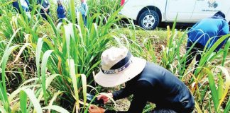 Sugar Regulatory Administration entomologists inspect a sugar field in northern Negros Occidental infested with red striped soft scale insect. SRA PHOTO